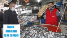 Balık bollaştı, fiyatlar düştü