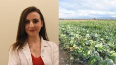 Lahanaya ilgi arttı, maliyet yükseldi