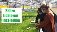 Dikime hazır fideleri yerinde incelediler