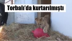 Eva, aslan sürüsüne katılacak