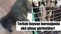 Hayvanseverler ayağa kalktı