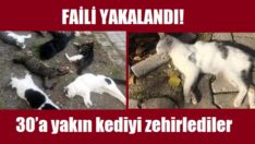Ayrancılar’da kedi katliamı