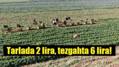 Çiftçi değil, komisyoncu kazanıyor