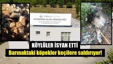 Aç bırakılan köpekler keçilere saldırdı